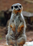 Meerkat in Trouble by bOdell, photography->animals gallery