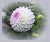 Delicate Dahlia by LynEve, photography->flowers gallery