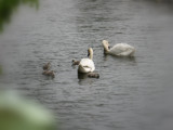 First Swim by Novice, Photography->Nature gallery