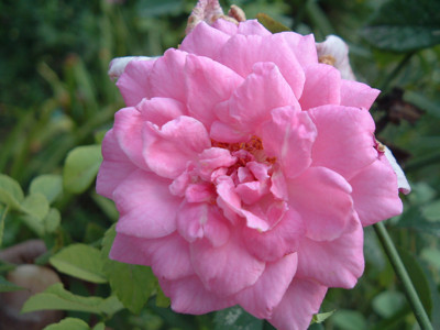 Click here to view at full resolution.