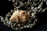 Seashells by LakeMichigan, photography->nature gallery