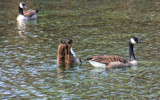 Bobbin' For Apples? by Jimbobedsel, photography->birds gallery