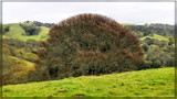 Proud Tree by Flmngseabass, photography->nature gallery