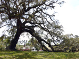 Live Oak by ted3020, Photography->Landscape gallery