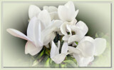 Cyclamen 2 by LynEve, photography->flowers gallery