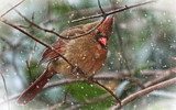 Snowing to beat the Band by nanadoo, photography->birds gallery