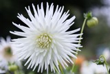 In The Dahlia Garden #11 Spiky White by LynEve, photography->flowers gallery