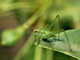 Nietzsche, Gazing into the Abyss by ryzst, photography->insects/spiders gallery