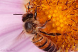 Honeybee #8 by ryzst, photography->insects/spiders gallery