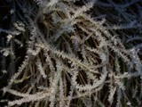 Ice Fern by kjh000, photography->macro gallery