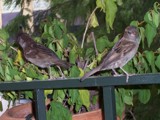 Breakfast With Guests by bhaughton, Photography->Birds gallery