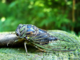 Cicada - Up Close And Personal by BossCamper, photography->insects/spiders gallery