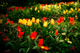 Tulip garden by rforres, photography->flowers gallery