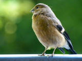 Female Finch by Ramad, photography->birds gallery