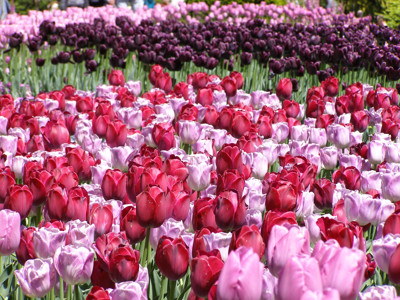 Click here to view at full resolution.