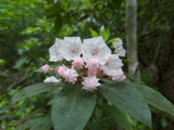 Mountain Laurel by Pistos, photography->flowers gallery