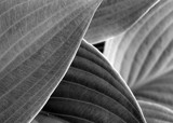 Layered Leaves B&amp;W by jdinvictoria, Photography->Macro gallery