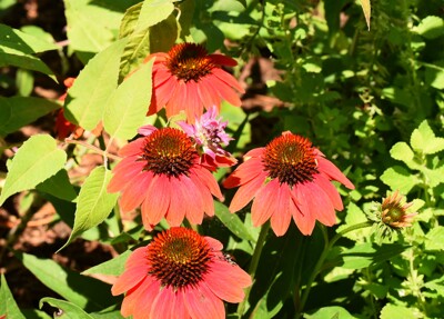 Click here to view at full resolution.