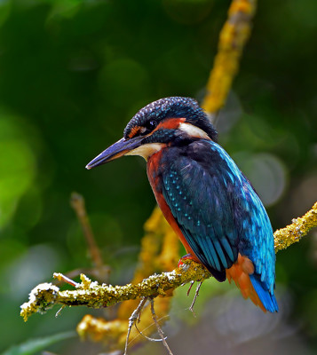 Click here to view at full resolution.