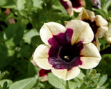 Another Unusual Petunia by trixxie17, photography->flowers gallery