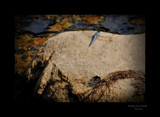 Dragon On A Rock by vangoughs, photography->insects/spiders gallery