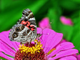 American Painted Lady Butterfly Vanessa virginiensis by bfrank, photography->butterflies gallery