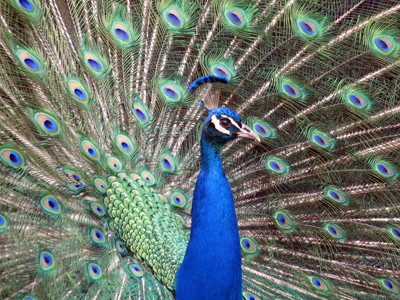 Click here to view at full resolution.