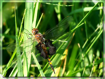 Click here to view at full resolution.