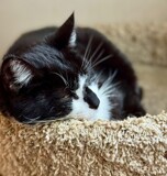 Lucy by tigger3, photography->pets gallery