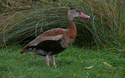 Click here to view at full resolution.