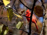 Male Cardinal 2 by gerryp, photography->birds gallery