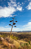 Lonely Sentinal by PatAndre, photography->landscape gallery