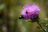 The Bee and the Beetle by Pistos, photography->insects/spiders gallery