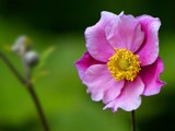 Flower.... by pom1, photography->flowers gallery