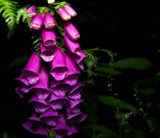 Foxglove by coram9, photography->flowers gallery