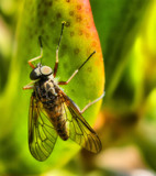 The Fly by quickshot, photography->insects/spiders gallery