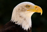 Bald eagle by Paul_Gerritsen, Photography->Birds gallery