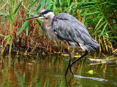 Click here to view at full resolution.