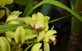 On Display at the Orchid Show by tigger3, photography->flowers gallery