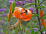 Tiger Lily by Ramad, photography->flowers gallery