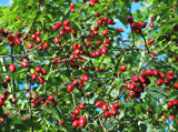 Signs Of Autumn #7 - The Hippy Hippy Shakes by braces, Photography->Nature gallery