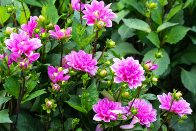 Click here to view at full resolution.