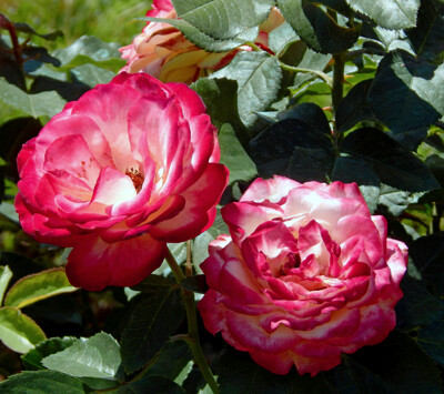 Click here to view at full resolution.