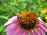 Here's lookin' at you Bee by Thunder_snow, Photography->Insects/Spiders gallery