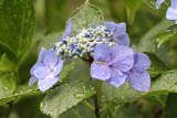 Blooming Purple - In the Rain by rserpan, Photography->Flowers gallery