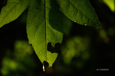 Click here to view at full resolution.