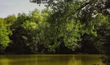 phalempins forest 8 by gaeljet2, photography->shorelines gallery
