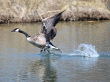 Motion by rahto, Photography->Birds gallery