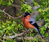 Bully Boy by biffobear, photography->birds gallery