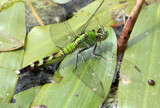 Dragon In Green by rahto, Photography->Insects/Spiders gallery